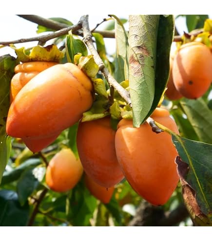 Amazon | 渋柿の苗木 愛宕柿（あたごがき）の苗木 13.5cmポット苗 接木